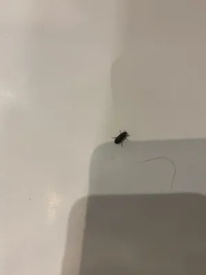 Что за насекомые в ванной комнате? Форум Страница 1
