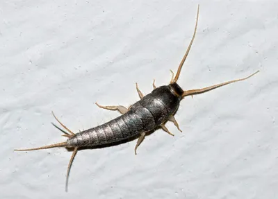 Появление насекомых в ванной комнате, особенности размножения и методы  борьбы