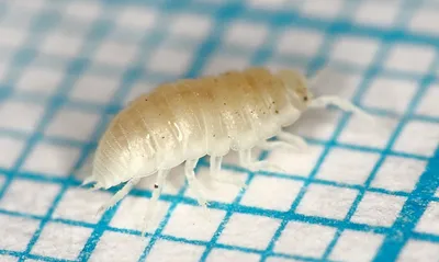 Как избавиться от тараканов в квартире в домашних условиях навсегда?