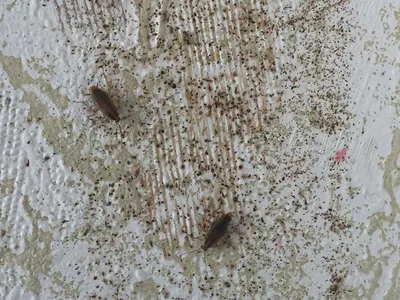 Мокрицы в квартире: места обитания насекомых, способы избавления