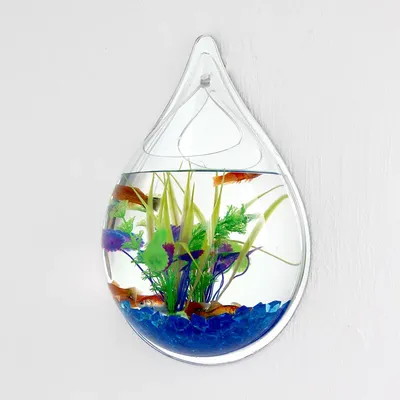 Настенный аквариум (аквариум-картина) - виды и особенности