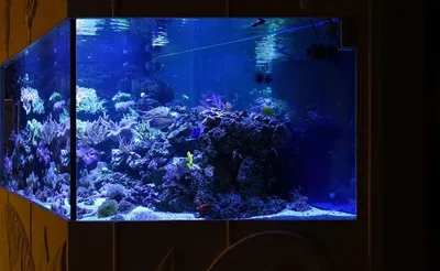 Купить аквариум в стене: настенные, плоские и встраиваемые между комнатами  | Подводный мир