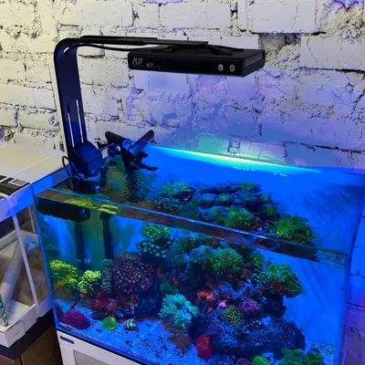 3D Тропические рыбы аквариум настенный \"Подводный мир\" профессиональное  производство обои росписи на заказ фото | AliExpress