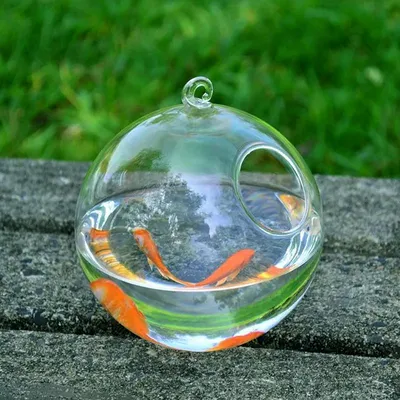 Купить Акриловый настенный аквариум в форме полусферы, подвесной аквариум  для рыбной ловли, настенный подвесной аквариум, Золотая рыбка | Joom