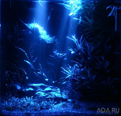 Океан Мира В Форме Сердца Аквариум Тропические Рыбы 3D Стерео TV Настенная  3d Обои 3d Настенные Обои Для ТВ Фоне От 1 735 руб. | DHgate