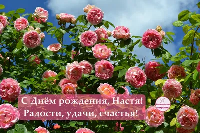 С Днем Рождения Анастасия Картинки Мерцающие – Telegraph