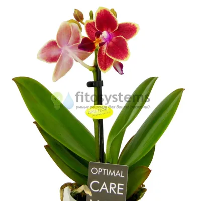 Настоящая орхидея фото фотографии
