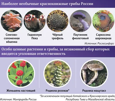 Ложные грибы – самые опасные и распространённые