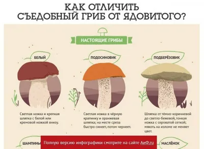 Мухомор: описание гриба, его виды, как выглядит, целебные свойства и  применение