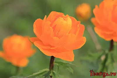 Оранжевые полевые цветы (47 фото) - 47 фото