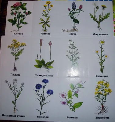 Гербарий: Полевые цветы и травы - Издательство Альфа-книга