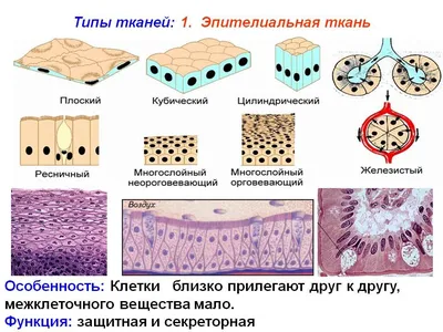 Типы тканей человека | КУБ | Дзен