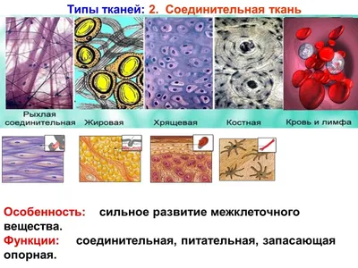 Характеристики и особенности страйп-сатина