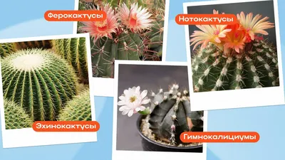 https://flowwow.com/blog/vidy-kaktusov-i-kak-za-nimi-ukhazhivat/