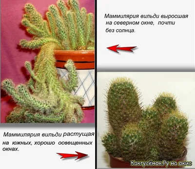 Колючие интроверты: самая большая коллекция в самом северном клубе  любителей кактусов