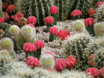 Рута Сочи - Кактус на завтрак ⠀ 🌵Кактусы — это не только... | Facebook