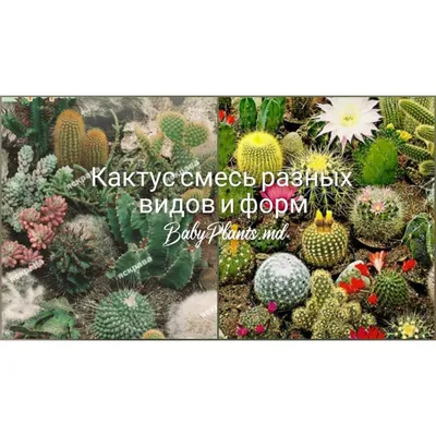 Кактусы и суккуленты неколючие в дар (Москва). Дарудар
