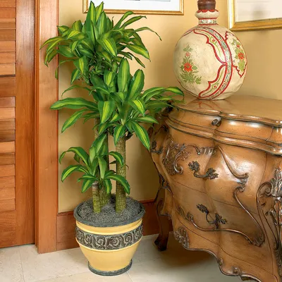 10 лучших домашних растений, не требующих ухода — Roomble.com