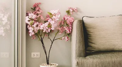 Денежное дерево, уход в домашних условиях: как ухаживать за цветком  толстянкой