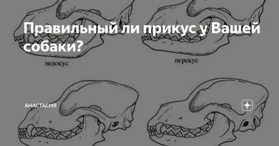 Многодетный отец стал депутатом Псковского районного Собрания : Псковская  Лента Новостей / ПЛН