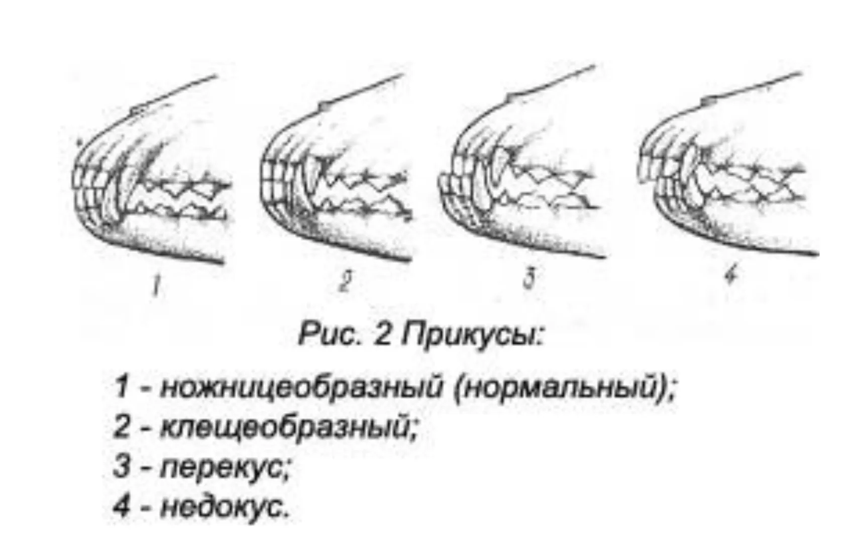 Зубы У Чихуахуа Фото