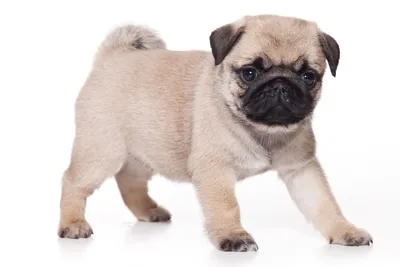 Недорогие породы собак — топ-12 самых дешевых щенков, фото