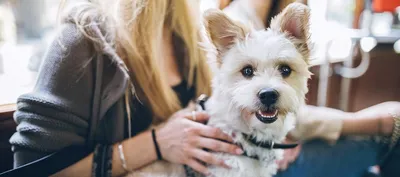 Породы собак для городской квартиры. Статьи о собаках и важная информация  на сайте Кутята.рф