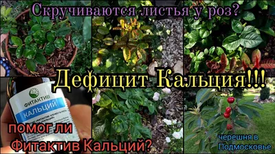 Нехватка кальция у роз. Дефицит кальция. Пробую фитактив кальций. Черешня в  Подмосковье. Розы - YouTube