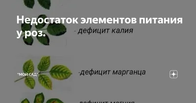 Прочие неприятности с розами (фотоопределитель) - Энциклопедия роз