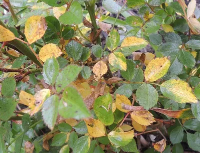 Болезни роз и их профилактика - GreenMarket