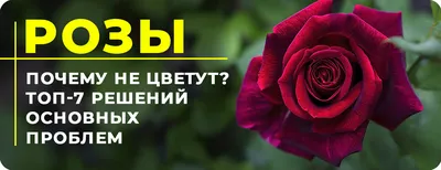 Может кто распознает, что за недуг такой - Энциклопедия роз
