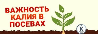 Розарий: как и когда подкармливать кусты роз в цветнике