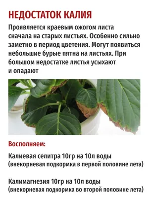 Как правильно удобрять розы — Рассада цветов и овощей.