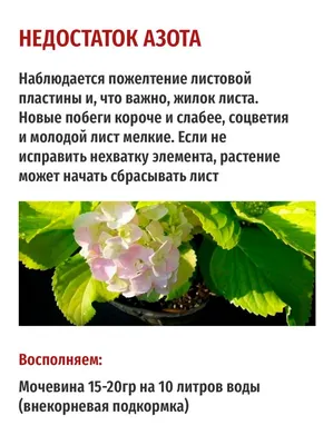Розы - Комплексный уход за садом