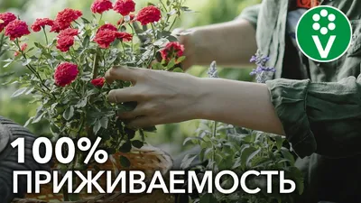 Удобрение для гортензий: схемы питания и готовые решения - статьи о  растениях