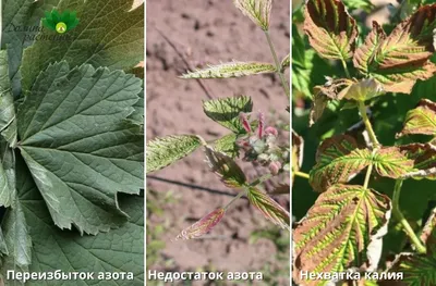 Чем и когда подкормить розы, удобрения и стимуляторы.