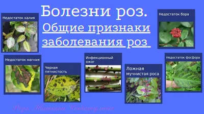 Розы. Недостаток питания. - YouTube