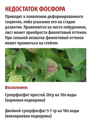 У розы странные листья – что с ней и что делать? | В цветнике (Огород.ru)