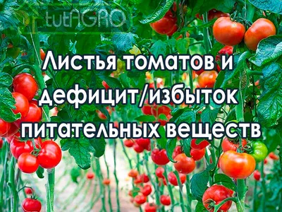 Неинфекционные болезни роз — как распознать и устранить проблему? Фото —  Ботаничка