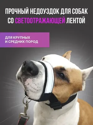 Недоуздок для собак🐕 Преимущества недоуздка ➖изготовлен из легкого, но  очень прочного нейлона ➖позволяет собаке свободно дышать и… | Instagram