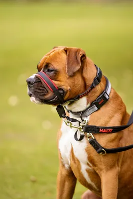 Недоуздок для собак COA \"HALTI Optifit Headcollar\", черный, 48-64см, L  (Великобритания) - купить с доставкой по выгодным ценам в интернет-магазине  OZON (168591421)