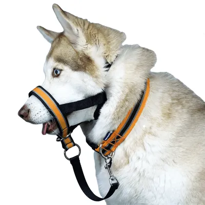Недоуздок для собак White Wolf (корректор поведения, халти) Спорт Оранжевый  - купить с доставкой по выгодным ценам в интернет-магазине OZON (364289259)