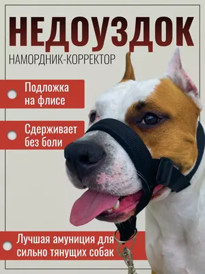 Недоуздок для собак COA \"HALTI OptiFit\", L купить в Москве в зоомагазине,  цены - Сами с Усами
