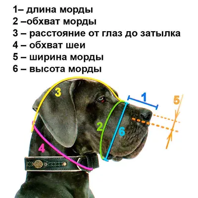 Намордник для собак Ferplast Safe Boxer короткомордых пород, мягкий, купить  в интернет-магазине Филя с быстрой доставкой в Санкт-Петербурге
