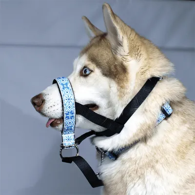 Недоуздок для собак White Wolf \"Поларис\" - купить с доставкой по выгодным  ценам в интернет-магазине OZON (498303008)