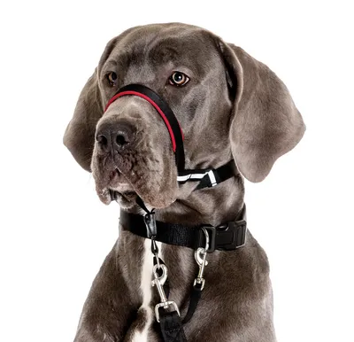 Недоуздок(халти)с шипами TESLA COLLAR для собак \"S\" с фиолетовым подкладом  - купить с доставкой по выгодным ценам в интернет-магазине OZON (1061455499)