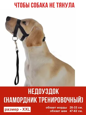 CRAZYDOG Недоуздок из биотана для крупных собак (черно-оранжевый)