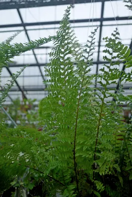 Коллекции растений ЦСБС СО РАН - Nephrolepis exaltata (L.) Schott –  Нефролепис возвышенный