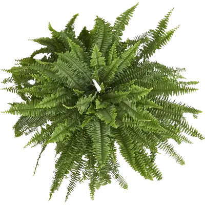 Коллекции растений ЦСБС СО РАН - Nephrolepis exaltata (L.) Schott –  Нефролепис возвышенный