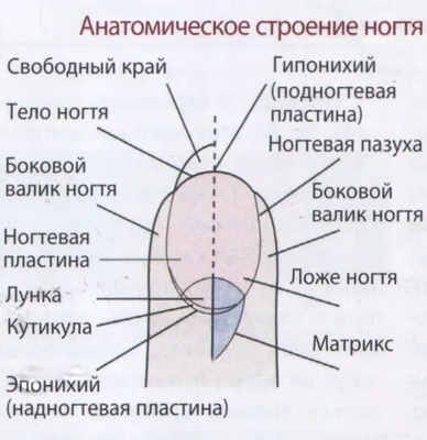 Копеечные ногти (80 фото) - картинки modnica.club